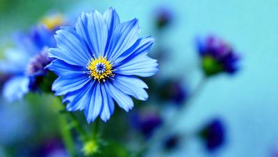 The primary subject of the image is a blue flower with a yellow center, which is the main focus of the image. The setting is a blue background, which adds to the overall mood of the image. The visual style is a close-up of the flower, showcasing its details. The colors and mood of the image are predominantly blue and calm, with the blue flower standing out against the blue background.