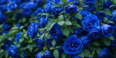 The primary subject of the image is a large group of blue flowers, likely a variety of hydrangeas, growing on a bush. The flowers are arranged in a dense cluster, creating a beautiful and vibrant scene. The setting is a garden, with the flowers blooming in a lush, green environment. The visual style of the image is a close-up of the flowers, showcasing their intricate details and vivid colors. The dominant colors in the image are blue and green, creating a serene and calming atmosphere