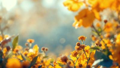 Primary subject: Yellow flowers in a field.

Setting/background: A field with yellow flowers and green leaves.

Visual style: A photo of the flowers in the field.

Colors and mood: The dominant colors are yellow and orange, creating a warm and vibrant atmosphere.