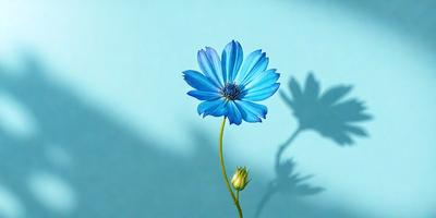 The primary subject of the image is a single blue flower, which is the main focus of the scene. The setting is a blue wall, providing a contrasting background for the flower. The visual style is a photo, capturing the beauty of the blue flower in its natural environment. The dominant colors in the image are blue and white, creating a calm and serene atmosphere.