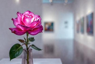 The primary subject of the image is a single pink rose, which is placed in a vase. The setting is a white room, and the visual style appears to be a photo. The dominant colors in the image are pink and white, creating a calm and serene atmosphere.