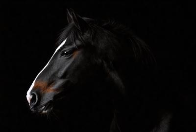 Primary subject: A black and white horse with a white stripe on its face.

Setting/background: A dark background, possibly a night scene.

Visual style: A black and white photo.

Colors and mood: The image is in black and white, giving it a classic and timeless feel. The horse's white stripe stands out against the dark background, creating a striking contrast.