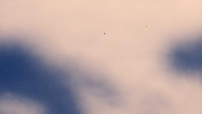 The primary subject of the image is a bird flying in the sky. The bird is positioned in the middle of the scene, surrounded by a cloudy sky. The setting appears to be a natural environment, with no visible buildings or other structures. The visual style of the image is a photo, capturing the bird in flight against the backdrop of the cloudy sky. The colors in the image are predominantly shades of gray and white, creating a somewhat moody atmosphere.