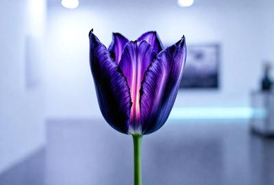 The primary subject of the image is a purple tulip flower. The setting is a room with a white wall, and the visual style is a close-up of the flower. The dominant colors are purple and white, creating a calm and serene atmosphere.