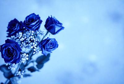 The primary subject of the image is a bouquet of blue roses. The setting is a blue background, which creates a striking contrast with the blue flowers. The visual style is a close-up of the flowers, showcasing their beauty. The colors and mood of the image are predominantly blue, giving it a calm and serene atmosphere.