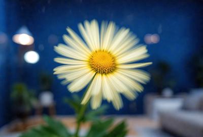 The primary subject of the image is a yellow and white flower, which is the main focus of the scene. The flower is located in a setting with a blue wall, and it appears to be a photo of the flower. The visual style of the image is a close-up of the flower, showcasing its details and colors. The dominant colors in the image are yellow and white, creating a bright and cheerful atmosphere.