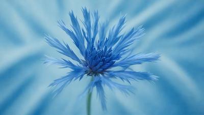 The primary subject of the image is a blue flower with long petals. The setting is a blue background, which creates a striking contrast with the flower. The visual style is a close-up of the flower, showcasing its details. The dominant colors are blue and white, giving the image a calm and serene atmosphere.
