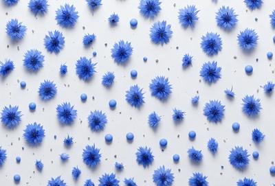 The primary subject of the image is a large number of blue flowers, which are scattered across a white background. The flowers are arranged in various positions, creating a visually appealing and vibrant scene. The visual style of the image is a combination of photo and digital art, as it captures the beauty of the flowers in a realistic yet artistic manner. The dominant colors in the image are blue and white, which contribute to a calm and serene atmosphere.
