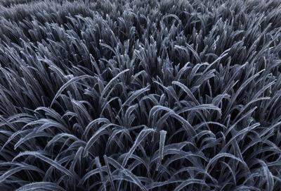 The primary subject of the image is a field of tall, frosty grass. The setting is a cold, winter landscape, with the grass appearing frozen and covered in ice. The visual style is a black and white photo, which adds a dramatic and timeless quality to the scene. The colors and mood of the image are predominantly dark and cold, with the frosty grass creating a striking contrast against the snowy background.
