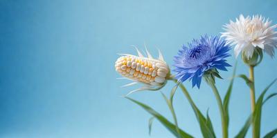 The primary subject of the image is a white corn on the cob, which is the main object in the scene. The setting is a blue sky, and the visual style appears to be a photo. The dominant colors in the image are blue and white, creating a calm and serene atmosphere.