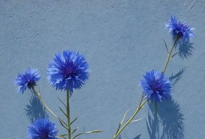 The primary subject of the image is a group of blue flowers, which are the main objects in the scene. The flowers are arranged in a visually appealing manner, with some of them placed on a blue wall. The setting appears to be an indoor space, possibly a room or a garden. The visual style of the image is a close-up of the flowers, showcasing their beauty and details. The dominant colors in the image are blue and green, creating a calm and serene atmosphere.