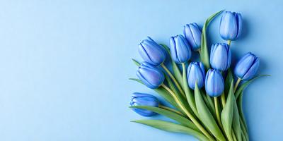 The primary subject of the image is a bouquet of blue tulips. The setting is a blue background, which creates a visually appealing contrast with the blue flowers. The visual style is a close-up of the flowers, showcasing their vibrant colors and details. The overall atmosphere is serene and calming, as the blue flowers evoke a sense of tranquility and beauty.