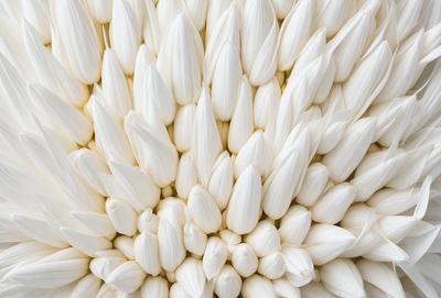 The primary subject of the image is a large, white flower with a dense, fluffy texture. The flower is the main focus of the image, and it is set against a white background. The visual style of the image is a close-up of the flower, showcasing its intricate details. The dominant colors in the image are white, which creates a clean and serene atmosphere.