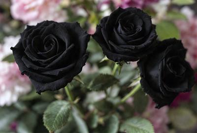The primary subject of the image is a bouquet of three black roses. The setting is a garden, with the roses placed on a bed of green leaves. The visual style is a close-up of the flowers, showcasing their details. The colors and mood of the image are predominantly dark, with the black roses being the focal point.