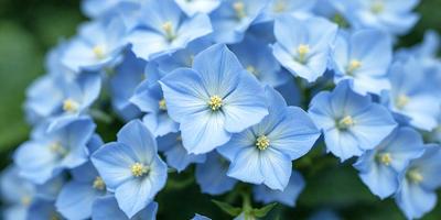 The primary subject of the image is a beautiful blue flower with white petals. The flower is surrounded by a lush green background, creating a serene and calming atmosphere. The visual style of the image is a close-up of the flower, showcasing its intricate details. The dominant colors in the image are blue and white, with the blue flower standing out against the green background.