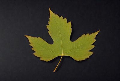 The primary subject of the image is a green leaf, which is the main object, scene, or focus of the image. The leaf is placed on a dark blue surface, which serves as the setting or background. The visual style of the image is a photo, capturing the leaf in its natural environment. The dominant colors in the image are green and blue, creating a calm and serene atmosphere.