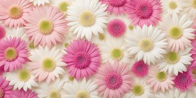 The primary subject of the image is a close-up of a flower, which is pink and white. The setting is a white background, and the visual style is a photo. The dominant colors in the image are pink and white, creating a soft and delicate atmosphere.