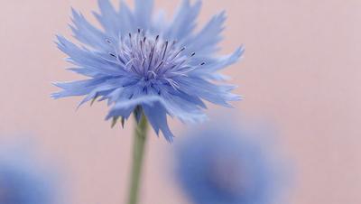 The primary subject of the image is a single blue flower with a white center, which is prominently displayed in the foreground. The setting is a white wall, and the visual style appears to be a close-up photo of the flower. The dominant colors in the image are blue and white, creating a calm and serene atmosphere.