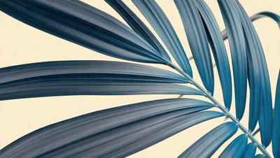 The image features a large, blue, and green leaf that is prominently displayed in the foreground. The leaf is positioned in the center of the image, and its vibrant colors create a striking visual effect. The leaf appears to be a close-up of a palm tree, showcasing its intricate details and textures. The overall atmosphere of the image is lively and captivating, with the leaf serving as the primary subject.