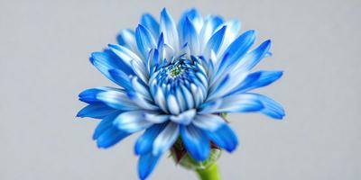 The primary subject of the image is a blue flower with a white center, sitting on a gray surface. The visual style appears to be a photo, and the dominant colors are blue and white. The overall atmosphere of the image is calm and serene.