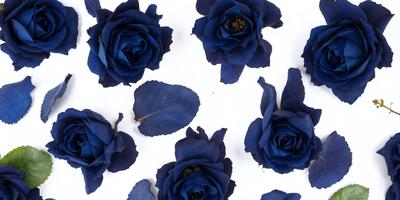 The primary subject of the image is a group of blue flowers, which are scattered across a white background. The flowers are arranged in a pattern, creating a visually appealing composition. The setting appears to be a white surface, which contrasts with the vibrant blue flowers. The visual style of the image is a close-up of the flowers, showcasing their details and beauty. The colors and mood of the image are predominantly blue, giving it a calm and serene atmosphere.