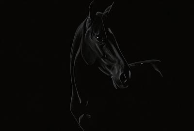 Primary subject: A black horse with a white spot on its forehead.

Setting/background: A dark background, possibly a night scene.

Visual style: A black and white photo of the horse.

Colors and mood: The image is in black and white, giving it a classic and timeless feel. The horse's white spot stands out against the dark background, creating a sense of contrast and depth.