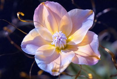 The primary subject of the image is a beautiful flower with a white center, surrounded by yellow petals. The flower is located in a garden setting, with a background of greenery. The visual style of the image is a close-up of the flower, showcasing its intricate details. The dominant colors in the image are yellow, white, and green, creating a warm and vibrant atmosphere.