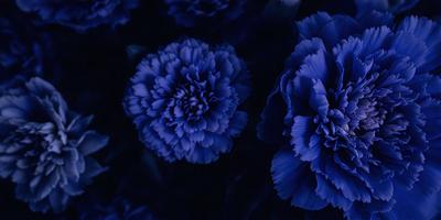 The primary subject of the image is a blue flower, which is the main focus of the scene. The setting is a dark background, which contrasts with the bright blue flower. The visual style of the image is a close-up of the flower, showcasing its details. The dominant colors in the image are blue and black, creating a calm and serene atmosphere.