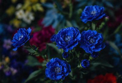 The primary subject of the image is a bouquet of blue flowers, which are the main focus of the scene. The flowers are arranged in a vase, and they are surrounded by a variety of other flowers, creating a colorful and vibrant display. The setting is a garden, with the flowers placed on a table, adding to the natural and lively atmosphere. The visual style of the image is a close-up of the flowers, showcasing their beauty and details. The dominant colors in the image are blue, red,