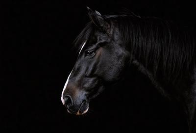 Primary subject: A black and white horse with a white stripe on its face.

Setting/background: A dark background, possibly a night scene.

Visual style: A photo of the horse.

Colors and mood: The horse has a black and white color scheme, and the overall atmosphere is dark and moody.