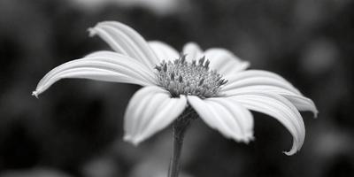The primary subject of the image is a white flower with a yellow center, sitting on a stem. The setting is a dark background, which contrasts with the white flower and adds a dramatic effect to the image. The visual style is a close-up of the flower, showcasing its details. The colors and mood of the image are predominantly dark and moody, with the white flower standing out as the focal point.
