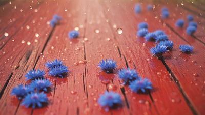 The primary subject of the image is a close-up of blue flowers on a red surface. The setting appears to be a wooden floor, possibly a deck. The visual style of the image is a photo, capturing the beauty of the flowers in their natural environment. The dominant colors in the image are red and blue, creating a vibrant and lively atmosphere.