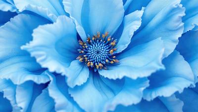 The primary subject of the image is a blue flower with a yellow center. The setting is a blue background, which creates a striking contrast with the flower. The visual style is a close-up of the flower, showcasing its details. The dominant colors are blue and yellow, creating a calm and serene atmosphere.