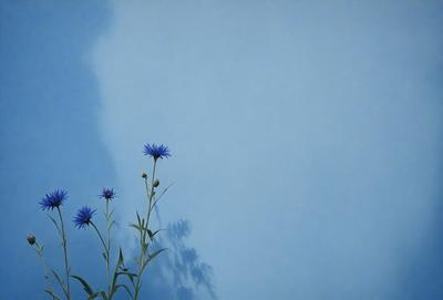 The primary subject of the image is a blue flower, which is the main focus of the scene. The setting is a blue wall, providing a contrasting background to the flower. The visual style of the image is a photo, capturing the beauty of the blue flower in its natural environment. The dominant colors in the image are blue and purple, creating a serene and calming atmosphere.