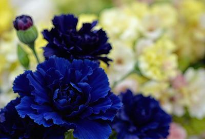 The primary subject of the image is a bouquet of flowers, predominantly featuring blue flowers. The setting is a vase filled with these flowers, creating a beautiful and colorful display. The visual style of the image is a close-up of the flowers, showcasing their details and beauty. The colors and mood of the image are predominantly blue, creating a serene and calming atmosphere.