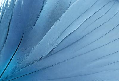 The primary subject of the image is a blue bird with a white wing. The bird is prominently displayed in the foreground, with its wing spread wide. The setting is a blue background, which creates a striking contrast with the bird's white wing. The visual style is a close-up of the bird, showcasing its details and beauty. The colors and mood of the image are predominantly blue, with the white wing adding a touch of brightness and contrast.