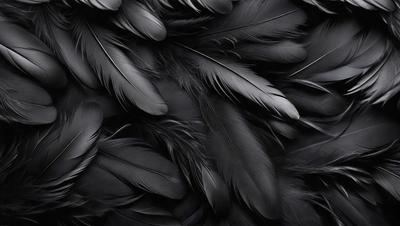 The primary subject of the image is a close-up of a black bird's wing. The setting is a black background, which emphasizes the wing's shape and texture. The visual style is a black and white photo, giving the image a classic and timeless appearance. The dominant colors are black and white, creating a moody and dramatic atmosphere.