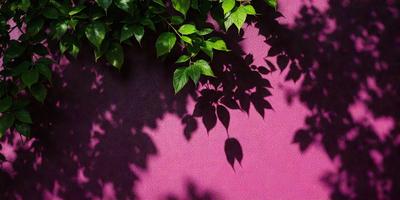 The primary subject of the image is a leafy green plant with a purple wall in the background. The plant is growing on the wall, and its leaves are casting a shadow on the wall. The setting appears to be an outdoor environment, possibly a garden or a natural area. The visual style of the image is a photo, capturing the plant and its shadow on the wall. The colors in the image are predominantly green and purple, creating a calm and serene atmosphere.