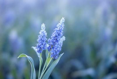 The primary subject of the image is a pair of blue flowers, with one flower slightly larger than the other. The flowers are situated in a field of grass, which serves as the setting and background of the scene. The visual style of the image is a photo, capturing the beauty of the flowers in their natural environment. The dominant colors in the image are blue and green, creating a serene and calming atmosphere.