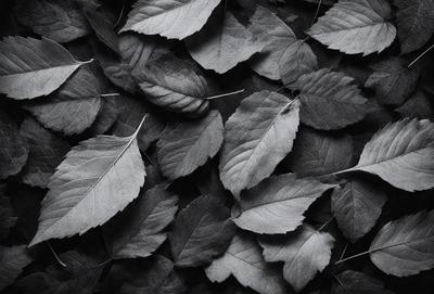 The primary subject of the image is a close-up of a pile of leaves. The leaves are black and white, giving the scene a vintage or nostalgic feel. The setting is a black and white background, which further emphasizes the contrast between the leaves and the background. The visual style is a close-up of the leaves, showcasing their texture and details. The colors and mood of the image are predominantly black and white, creating a sense of timelessness and elegance.
