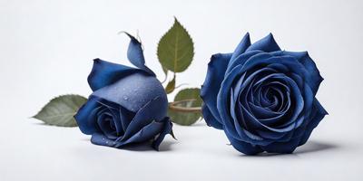 The primary subject of the image is a pair of blue roses. They are placed on a white surface, which creates a striking contrast between the vibrant blue color of the roses and the neutral background. The visual style of the image is a close-up of the roses, allowing the viewer to appreciate the details of the petals and the stem. The colors and mood of the image are predominantly blue, giving the scene a calm and serene atmosphere.