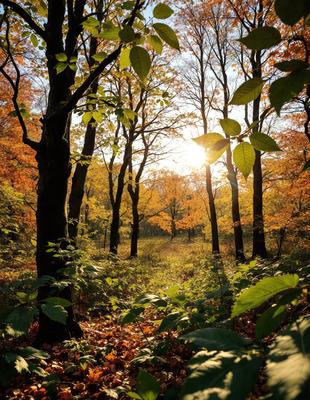 Primary subject: Trees with autumn leaves
Setting/background: Forest with sunlight shining through the trees
Visual style: Photo
Colors and mood: The trees have autumn leaves, which are orange and yellow, creating a warm and inviting atmosphere.
