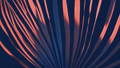 The primary subject of the image is a large, colorful, and intricately patterned palm frond. The setting is a dark background, which contrasts with the vibrant colors of the palm frond. The visual style is a close-up of the palm frond, showcasing its unique pattern and texture. The colors and mood of the image are predominantly dark, with the palm frond standing out as a bright and lively focal point.