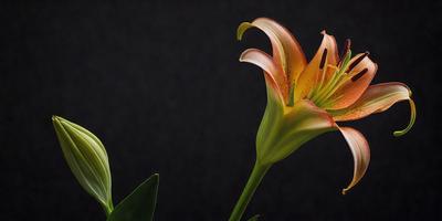 The primary subject of the image is a large, brightly colored flower, possibly an orange lily, with a green stem. The flower is prominently displayed in the foreground, with a dark background that contrasts with the vibrant colors of the flower. The visual style of the image is a close-up, which emphasizes the details of the flower and its stem. The colors and mood of the image are lively and cheerful, with the bright orange hues of the flower creating a sense of warmth and