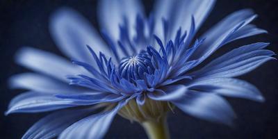 The primary subject of the image is a blue flower with a yellow center, which is the main focus of the image. The setting is a dark background, which contrasts with the vibrant colors of the flower. The visual style is a close-up of the flower, showcasing its details. The dominant colors are blue and yellow, creating a calm and serene atmosphere.