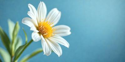 The primary subject of the image is a white flower with a yellow center, sitting on a blue background. The visual style of the image is a photo, capturing the beauty of the flower in its natural environment. The colors and mood of the image are predominantly blue and serene, creating a peaceful and calming atmosphere.