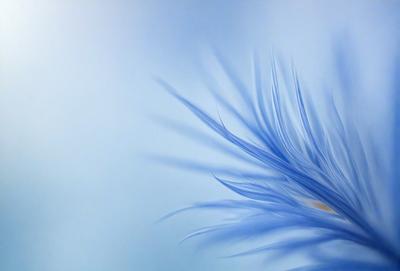 The primary subject of the image is a blue feather, which is the main object, scene, or focus of the image. The setting or background is a blue sky, and the visual style appears to be a photo. The dominant colors in the image are blue and white, creating a calm and serene atmosphere.