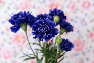 The primary subject of the image is a bouquet of blue flowers, which are the main focus of the scene. The flowers are arranged in a vase, and they are placed on a table with a pink and white floral background. The visual style of the image is a photo, capturing the beauty of the flowers in their natural setting. The dominant colors in the image are blue and pink, creating a serene and calming atmosphere.