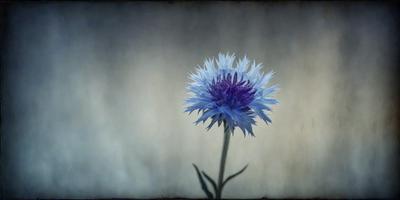 The primary subject of the image is a single purple flower with white petals, which is the main focus of the image. The setting is a dark background, which contrasts with the vibrant colors of the flower. The visual style is a close-up of the flower, showcasing its details. The colors and mood of the image are predominantly dark and moody, with the purple flower standing out as the main source of color and light.