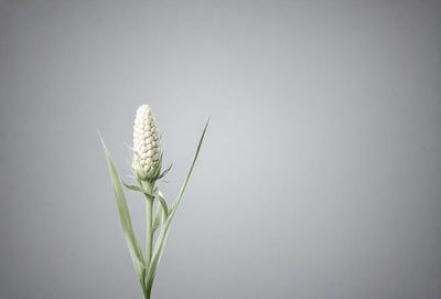 The primary subject of the image is a single white flower, which is the main focus of the scene. The setting is a gray background, which provides a clean and minimalist appearance. The visual style is a photo, capturing the beauty of the flower in its natural environment. The colors and mood of the image are predominantly white, creating a sense of purity and simplicity.